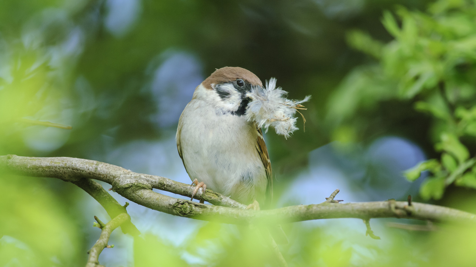 Crafting a DIY Bird Feeder From Scrap Wire to Support Wildlife