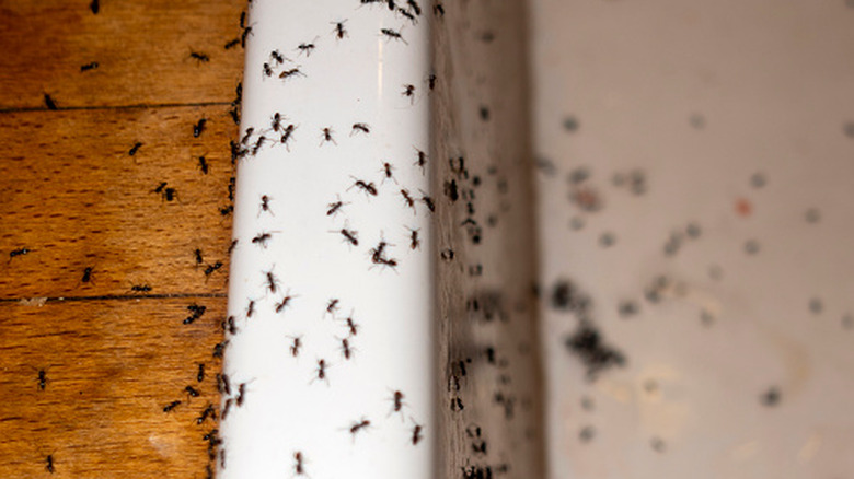 Ants in a kitchen