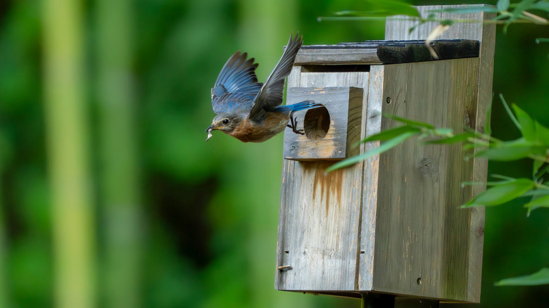 Bluebird flying away from birdhouse