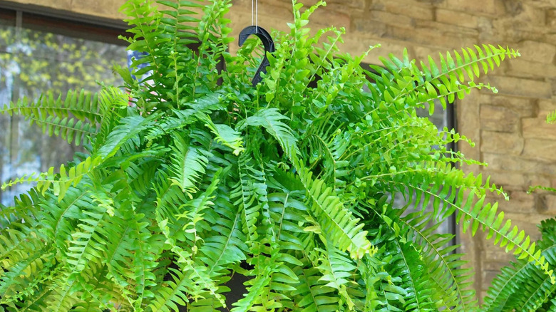 a boston fern hanging from an eave adds brilliant green to the landscape