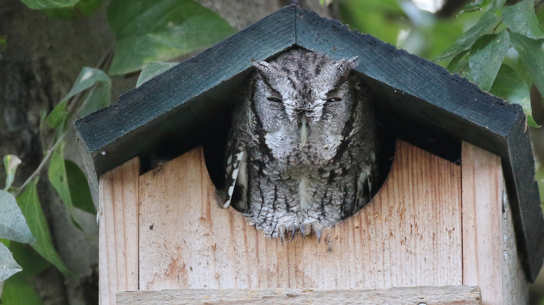 Eastern screech owl inside birdhouse