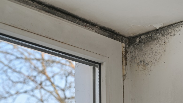 Corner of window frame covered with black mold and mildew