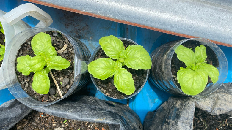 three lettuce leaf basil sprigs grow in small containers.
