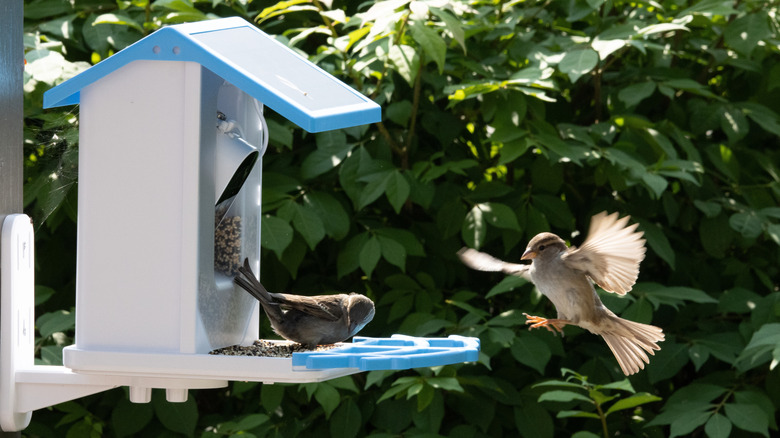 Two birds flying up to a bird feeder with a camera