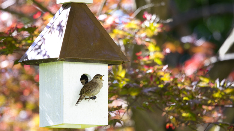 A wren bird sits at the entrance of a birdhouse in a tree