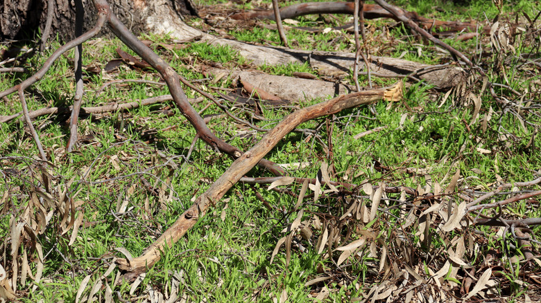 Fallen branches and dead leaves in a yard that needs a cleanup