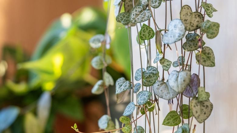 A closeup of the trailing vines of a string of hearts plant