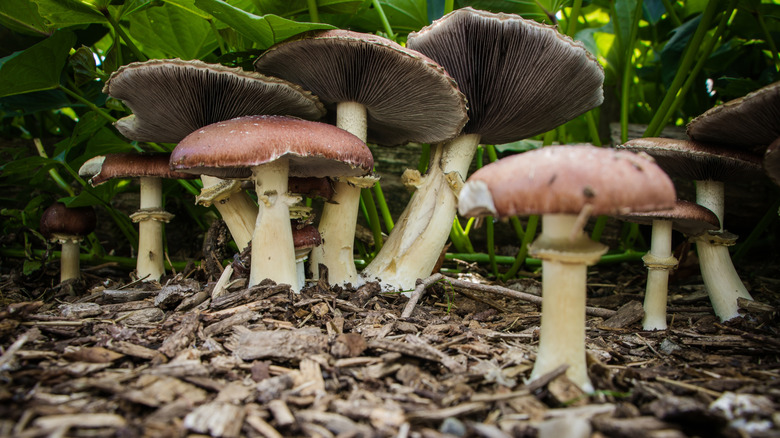 Wine cap mushrooms growing in wood chips