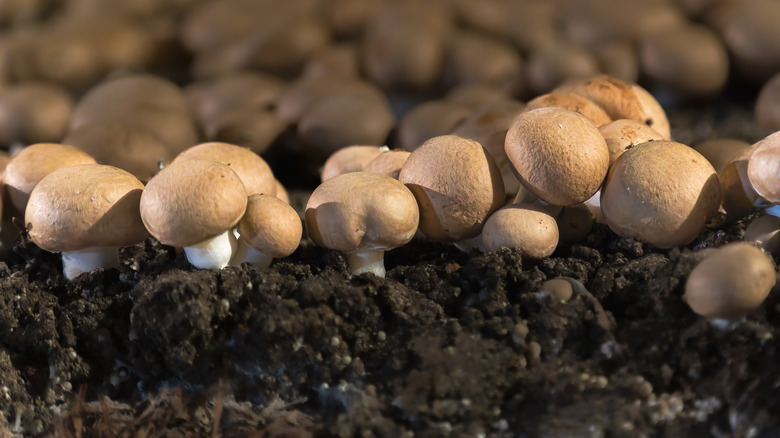 Button mushrooms in the garden can improve soil health