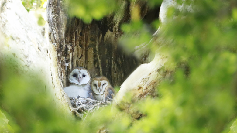 Two owls resting in a tree hollow
