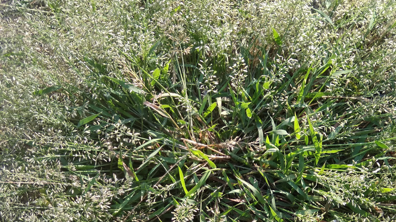 Annual meadow grass with blooms and seedheads growing in a lawn