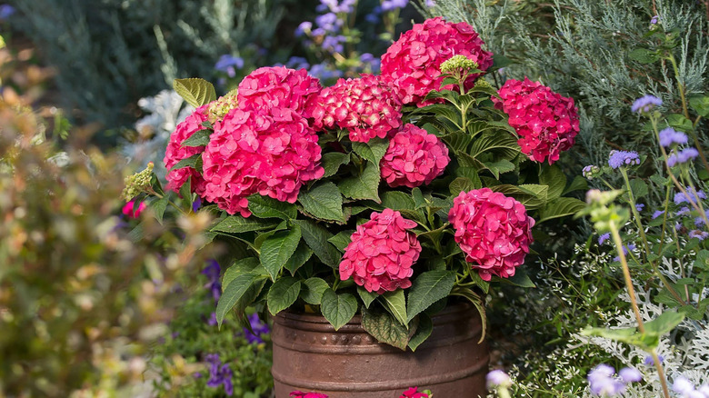 pink and red hydrangeas in an iron planter