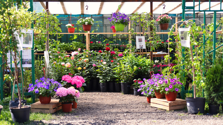 a plant nursery full of different kinds of plants for sale