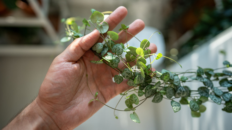 A hand holding the long string of hearts vines to get ready to prune them