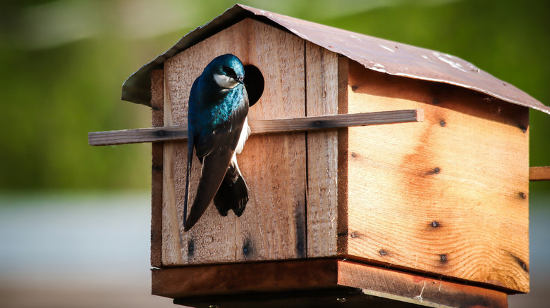 Tree swallow perched at entrance of birdhouse