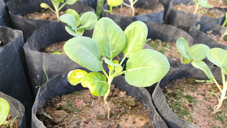 Flat-leaf kale growing in a black grow bag