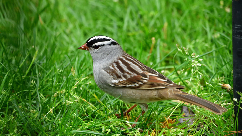 White-crowned sparrow in weed field
