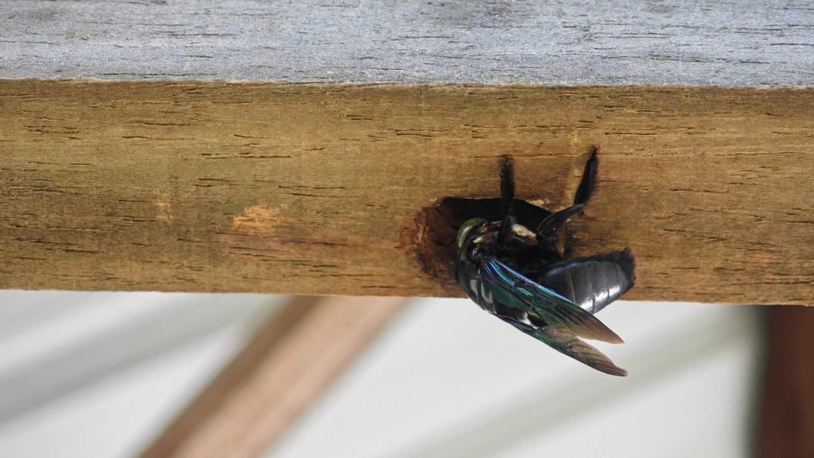 avoid-carpenter-bees-damaging-wood-decks-and-fences-with-an-alternative-material