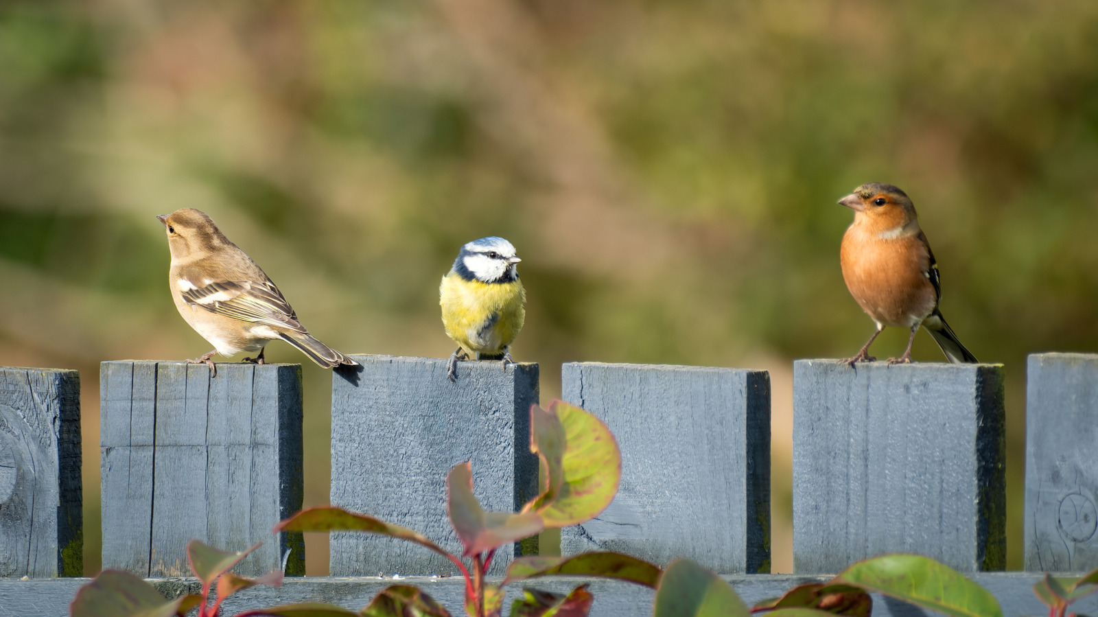 if-you-like-birds-in-the-yard,-think-twice-about-removing-this-toxic-plant