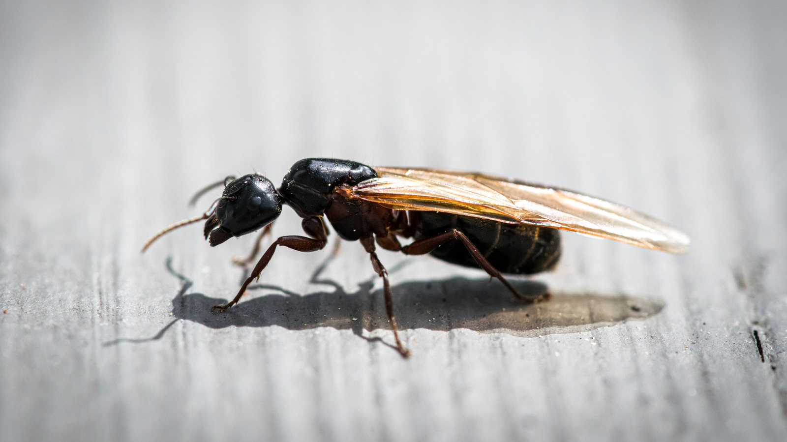 what-to-do-if-you-spot-a-swarm-of-carpenter-ants-around-your-home-or-yard