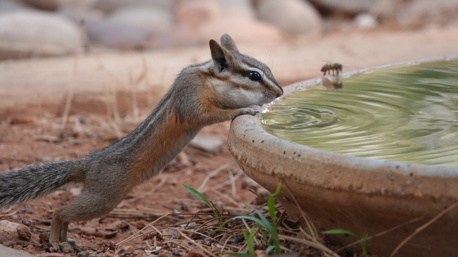 ditch-the-snap-traps:-there’s-a-more-humane-way-to-deter-chipmunks-from-your-yard