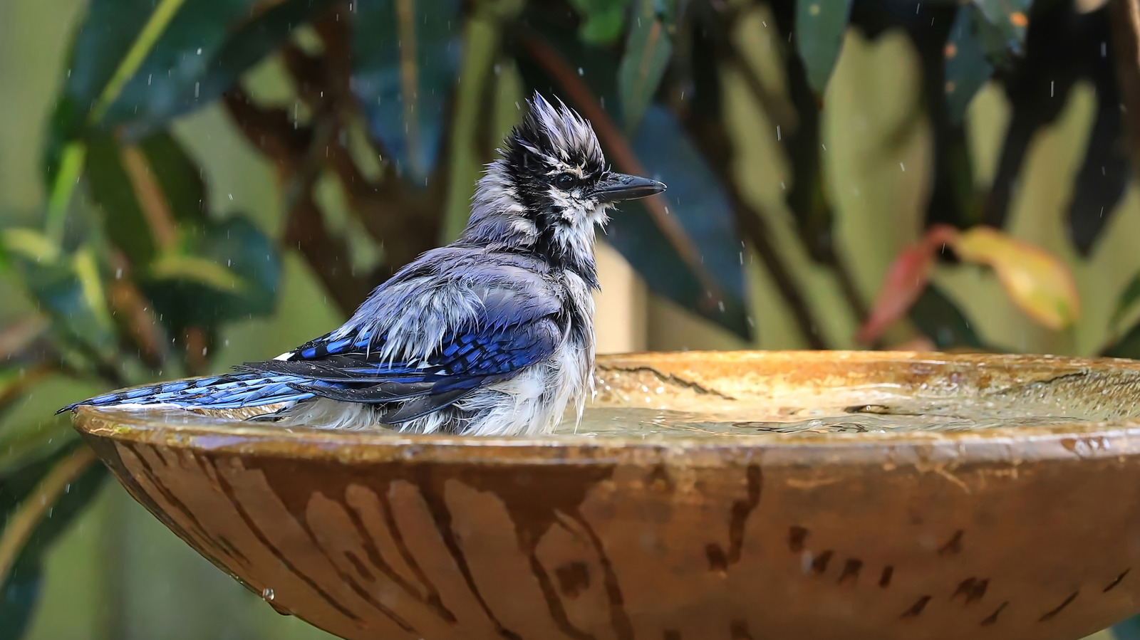 goodbye-basic-bird-baths:-there’s-an-amazon-find-that-pulls-double-duty