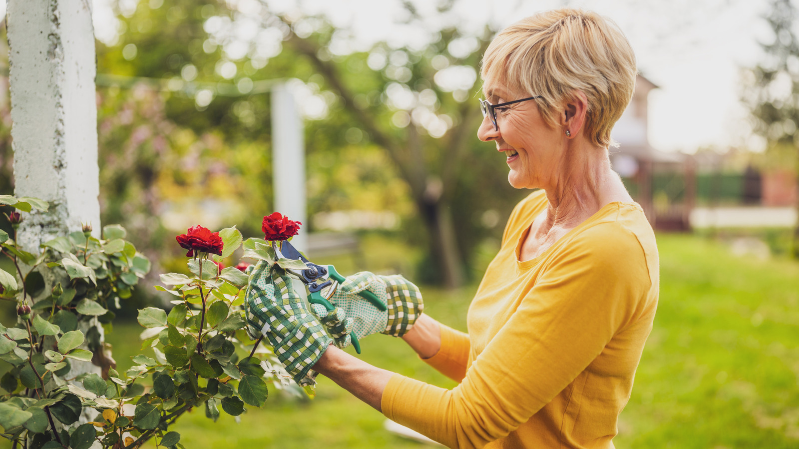 no-more-roses:-the-pink,-fresh-smelling-flower-for-your-garden