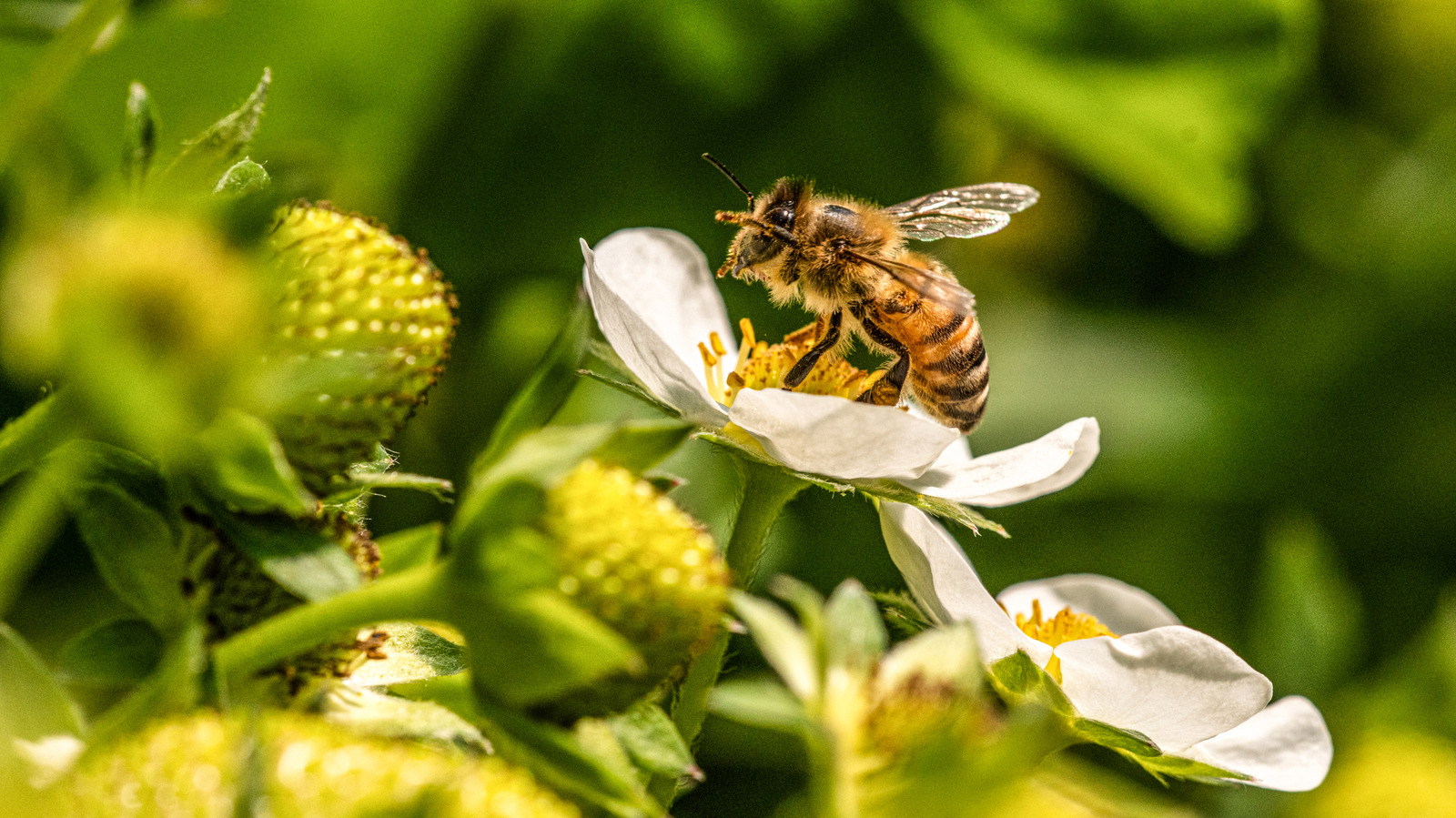 the-perfect-companion-flower-to-attract-pollinators-to-strawberries