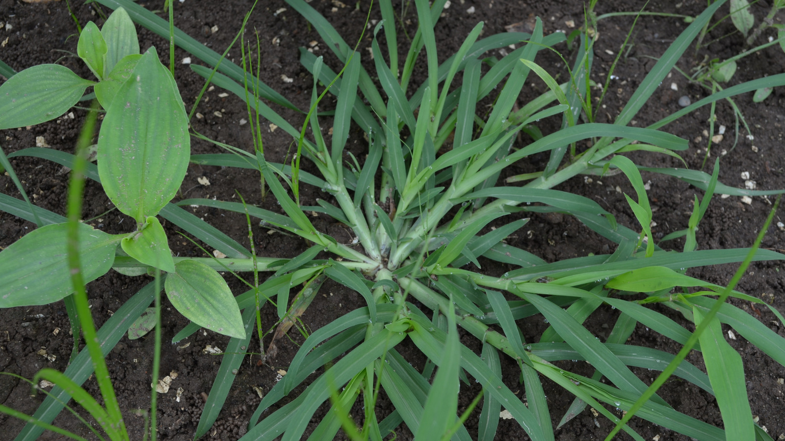 it’s-time-to-drop-the-diys:-there’s-an-amazon-find-for-removing-crabgrass