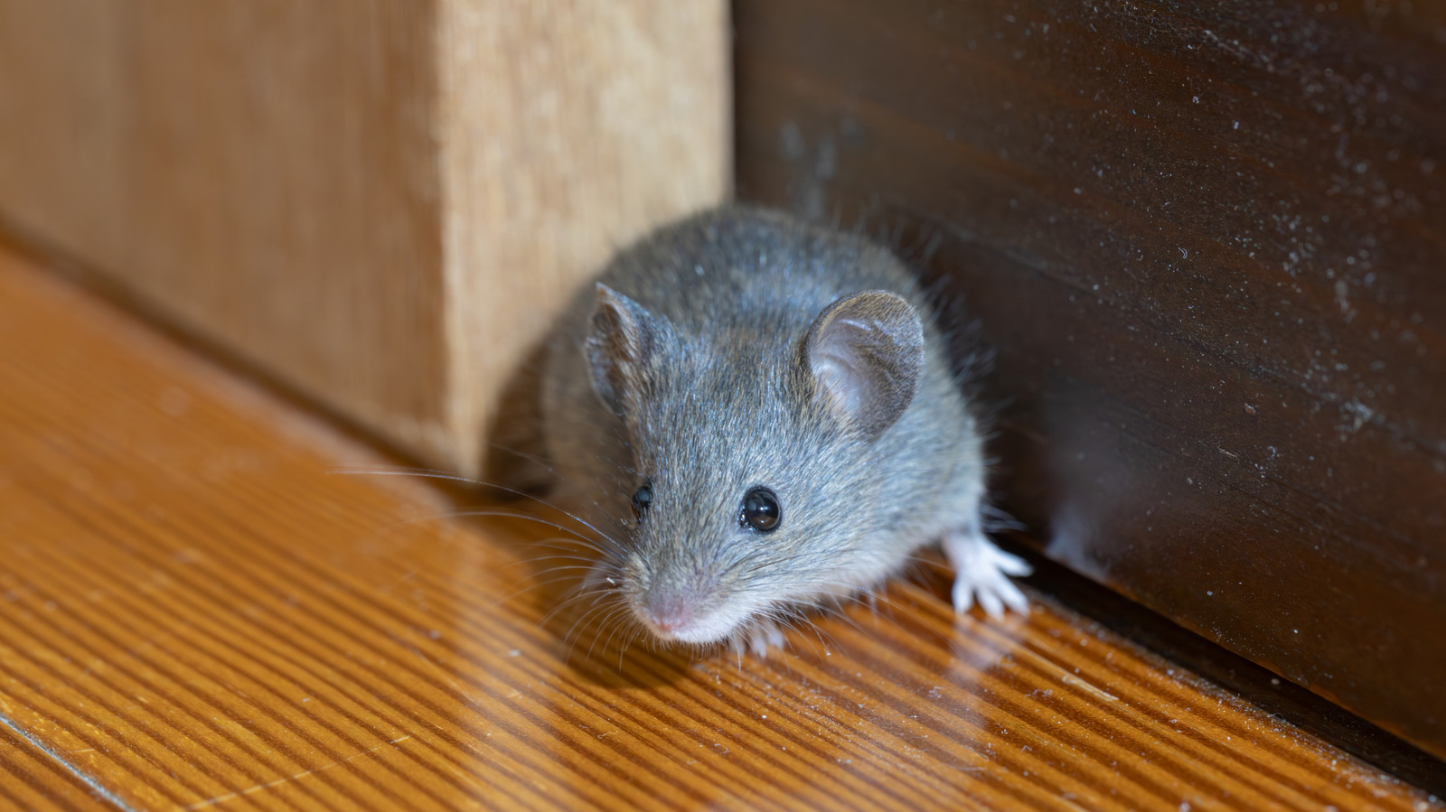 Keep Mice Out of Your Home With This Copper Trick