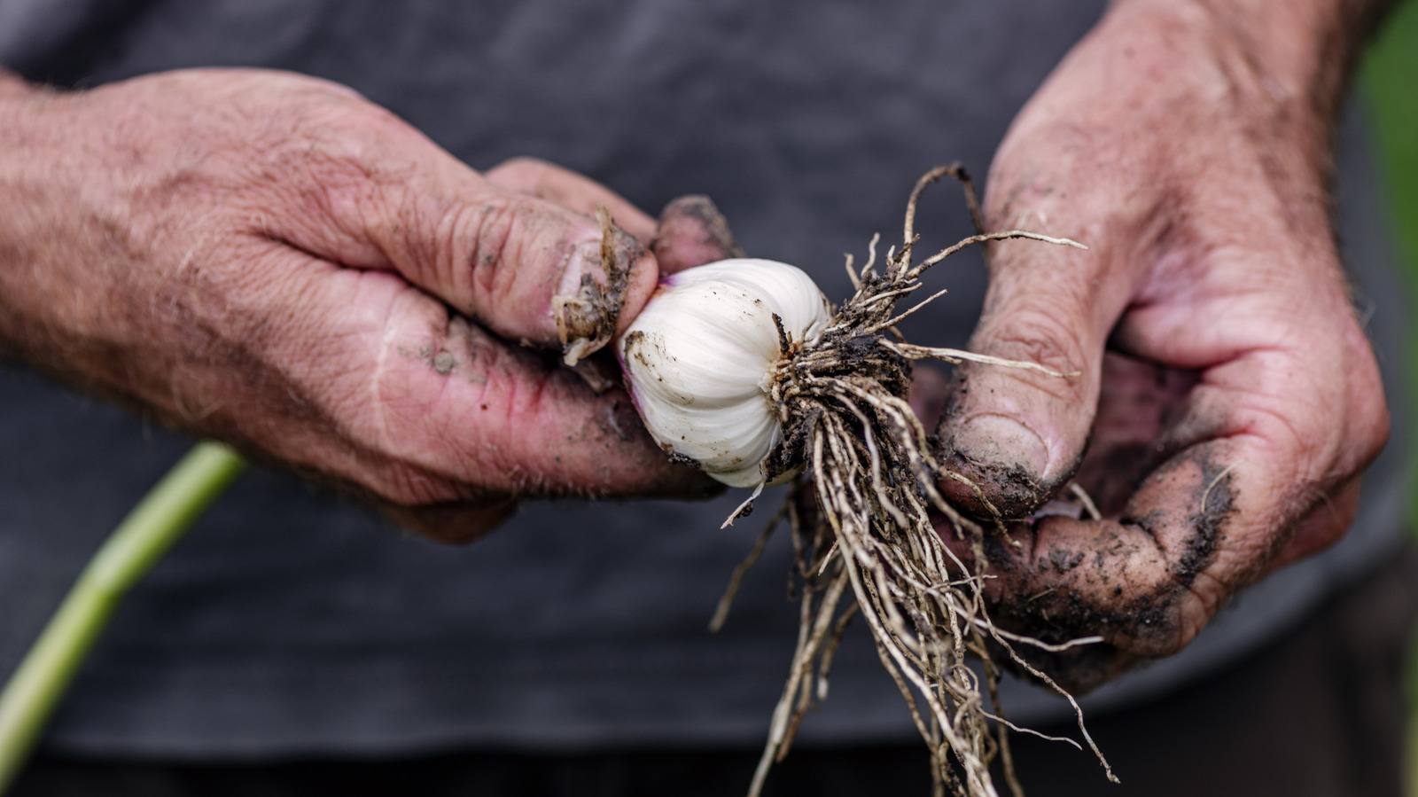 Skip the Garlic: The Best Companion Plant for Growing Healthy Leafy Greens