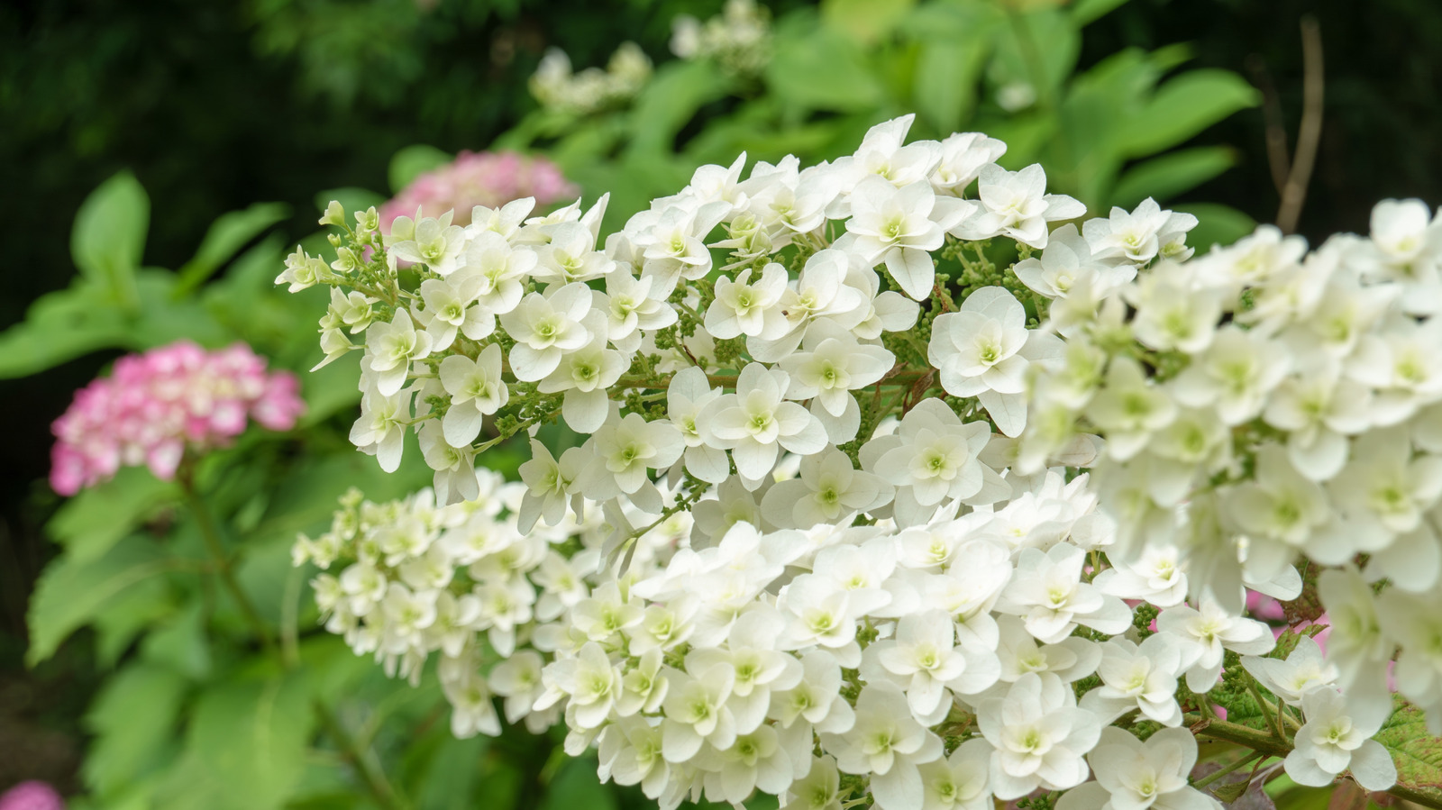 How to Care for Oakleaf Hydrangeas During August to Get Better Flowers Later