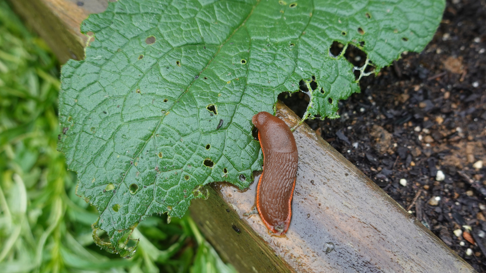 Skip the Coffee Grounds and Copper: Kill Slugs & Snails Fast With This Amazon Find
