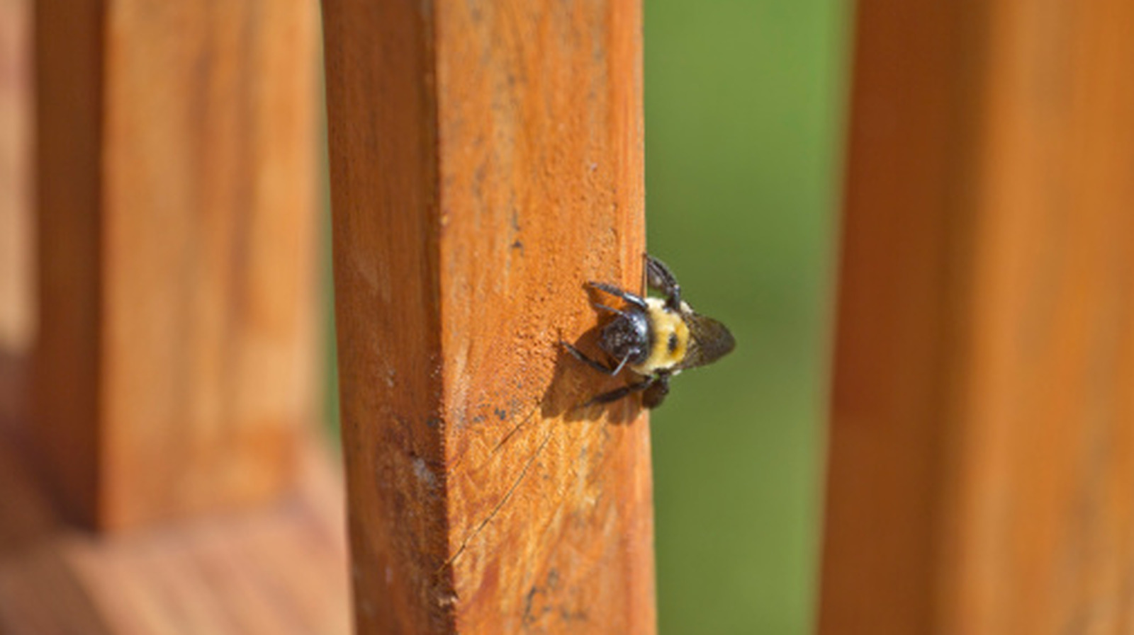 Stop Using Oils: Buy This Amazon Product to Keep Wood Bees Out