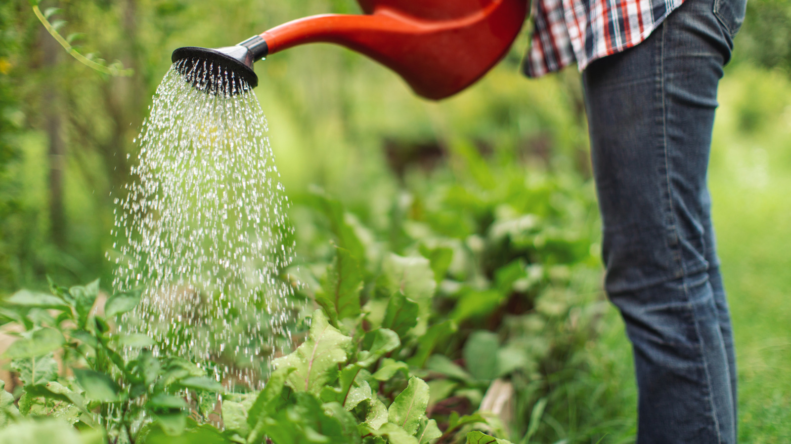 how-to-use-a-plastic-bottle-to-keep-tomatoes-hydrated-in-the-heat