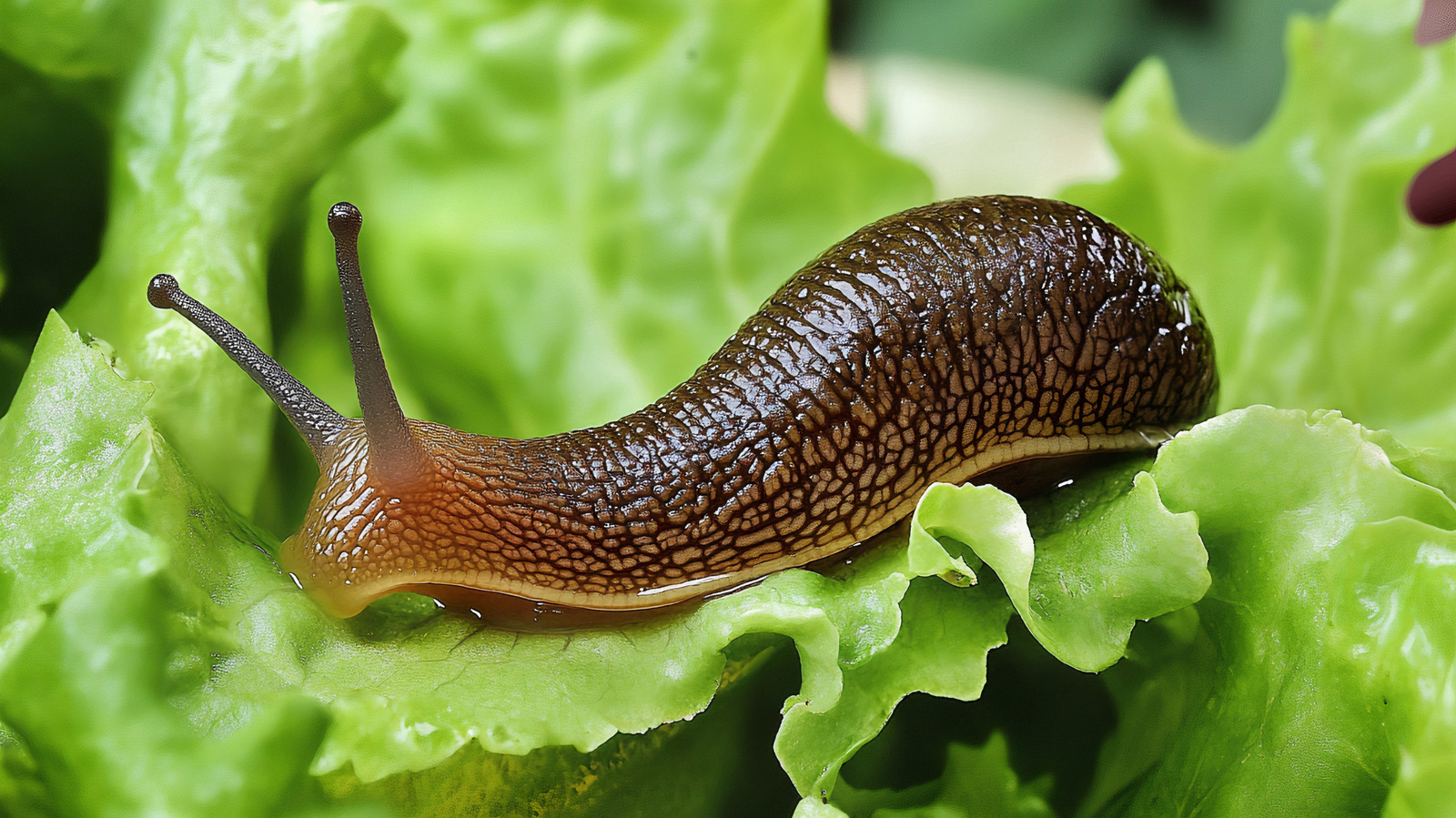 Flowers That Keep Slugs Away