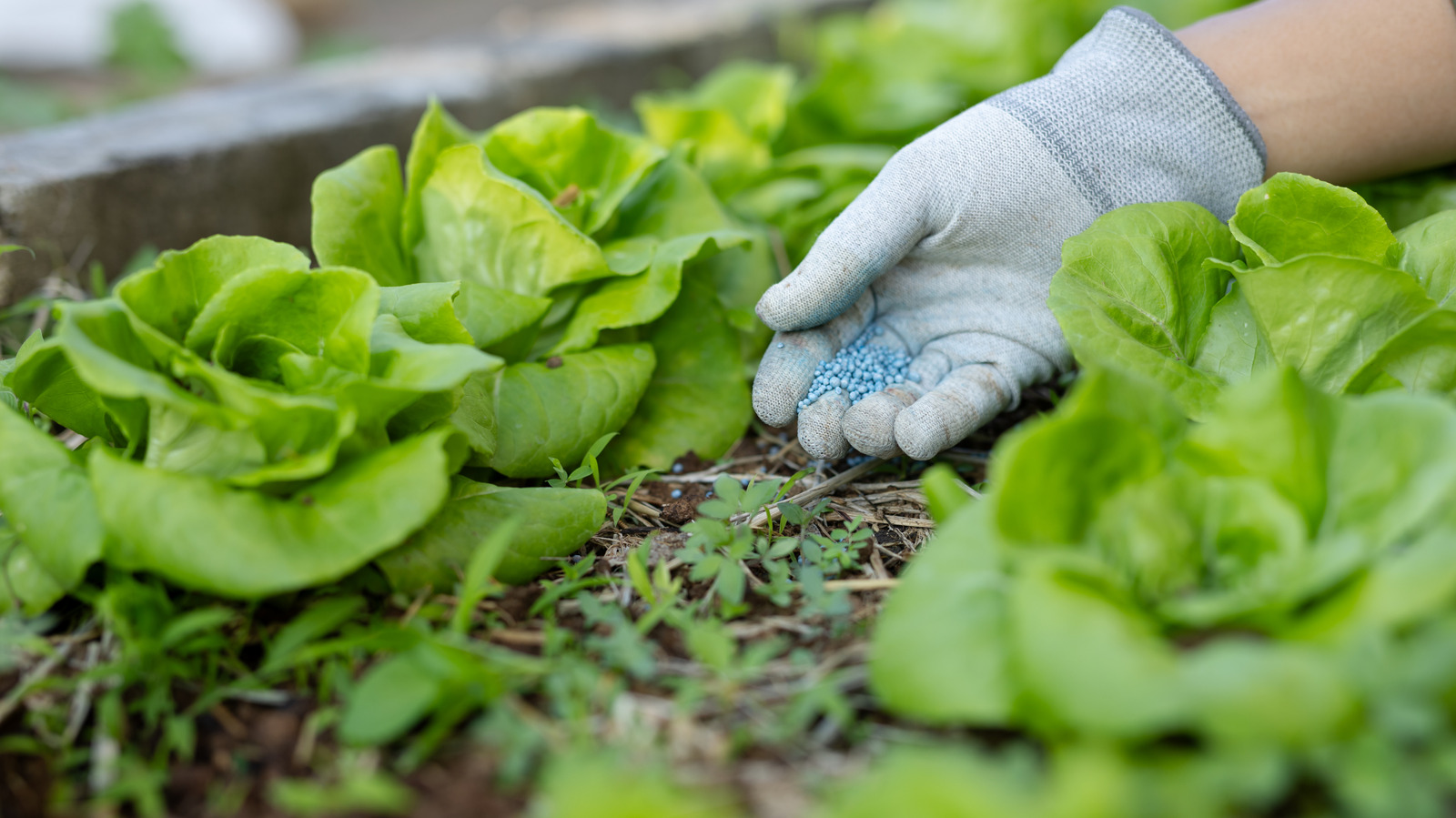 The Right Time to Feed Your Leafy Greens for Best Growth