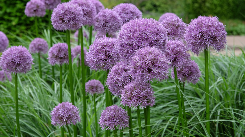 Closeup of purple allium blooms