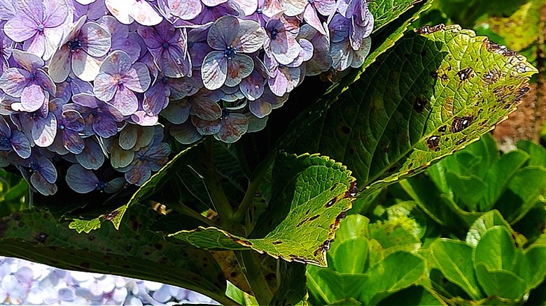 Lilac hydrangea bush with leaves affected by Cercospora leaf spot