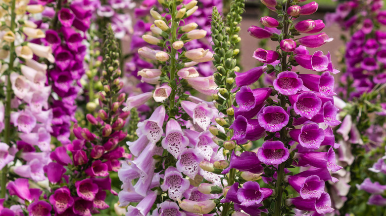Closeup of tubular purple foxglove blooms