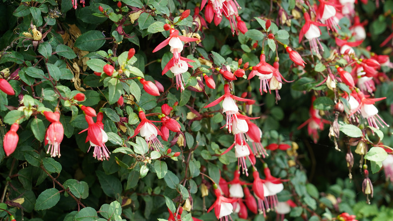 Closeup of fushia blooms growing outdoors