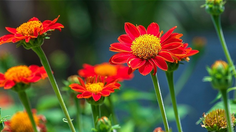 The red and yellow blooms of Mexican sunflowers