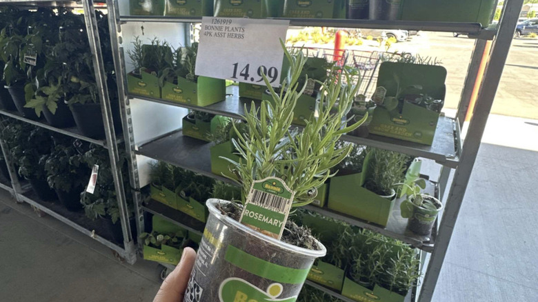 Small garden herbs at Costco