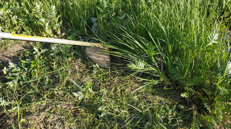 Strimming weeds in the garden
