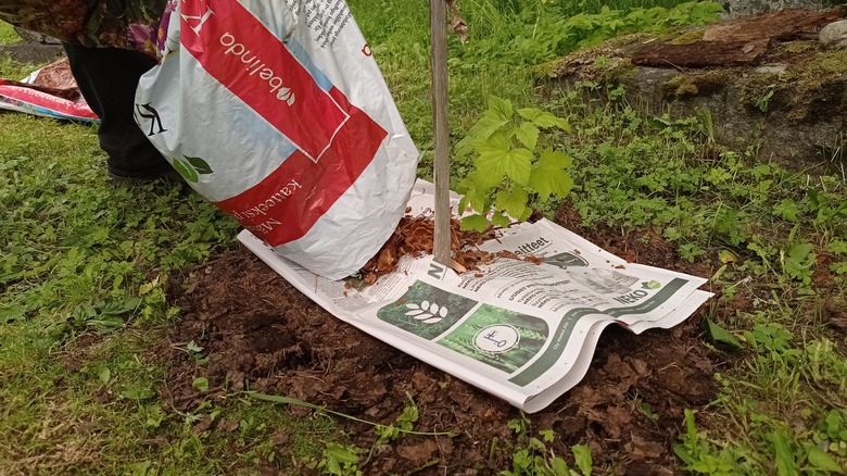 Putting mulch on top of newspaper