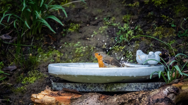 A traditional bird bath with a robin splashing around in the water