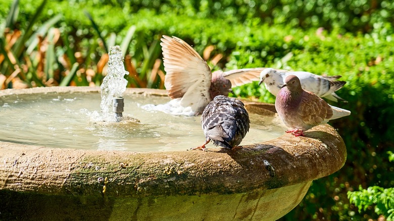 Pigeons bathe in a concrete bath with a fountain.