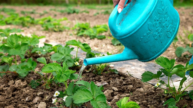 Close-up of person watering outdoor strawberry plants with an aqua blue container