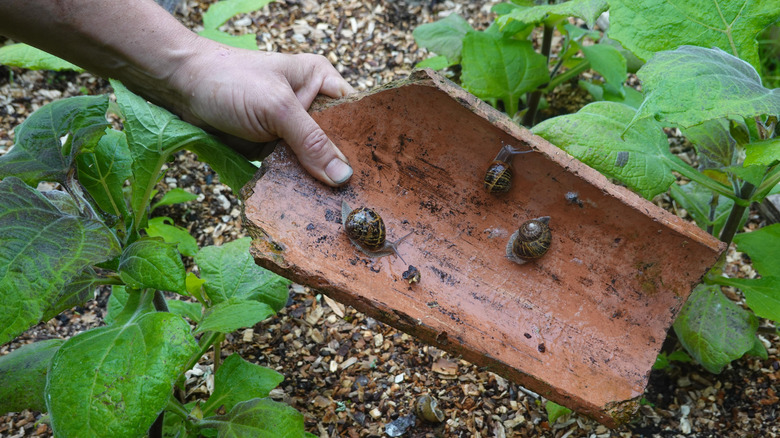 Gardener removing snails from underneath a piece of broken terracotta