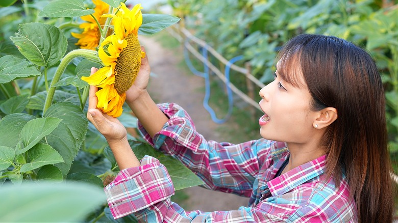 Person holds a sunflower in their hands to observe its condition